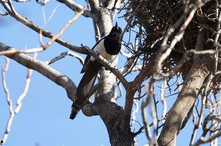 喜鹊归巢了,探寻自然和谐与生命轮回的奥秘